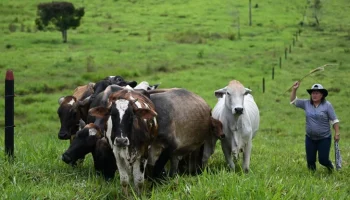 ICA y FEDEGÁN anuncian el Segundo Ciclo de Vacunación 2025 contra fiebre aftosa, brucelosis bovina y rabia de origen silvestre