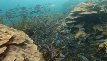Salvemos Varadero: entre la gran oportunidad de conservación y el lento deterioro de un ecosistema único en Cartagena