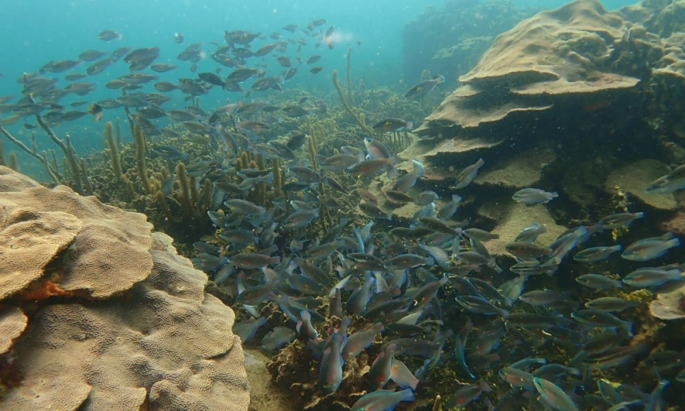 Salvemos Varadero: entre la gran oportunidad de conservación y el lento deterioro de un ecosistema único en Cartagena