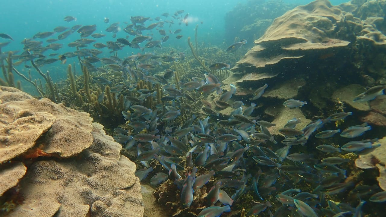 Cartagena Reef Check 2019.